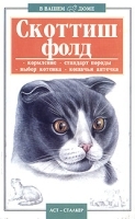 Скоттиш-фолд Шотландская вислоухая кошка артикул 7872a.